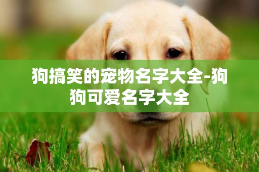 狗搞笑的寵物名字大全-狗狗可愛名字大全