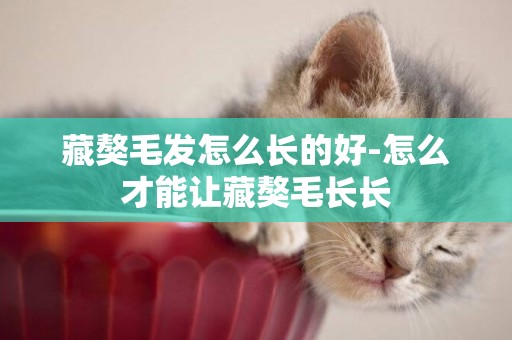 藏獒毛發怎么長的好-怎么才能讓藏獒毛長長