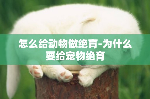 怎么給動物做絕育-為什么要給寵物絕育