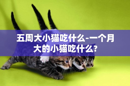 五周大小貓吃什么-一個月大的小貓吃什么?