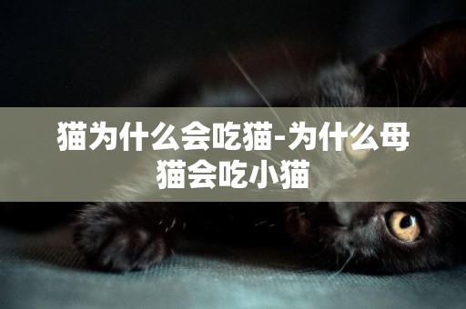 貓為什么會吃貓-為什么母貓會吃小貓