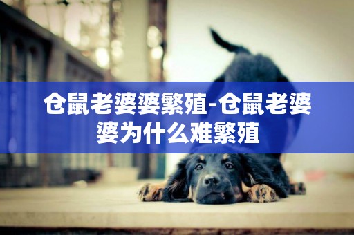 倉鼠老婆婆繁殖-倉鼠老婆婆為什么難繁殖