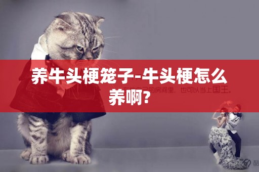 養牛頭梗籠子-牛頭梗怎么養啊?