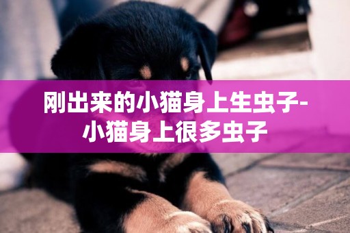 剛出來的小貓身上生蟲子-小貓身上很多蟲子