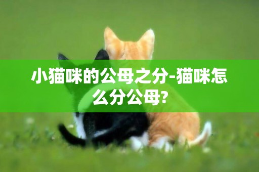 小貓咪的公母之分-貓咪怎么分公母?