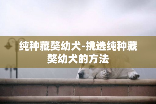 純種藏獒幼犬-挑選純種藏獒幼犬的方法