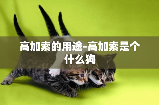 高加索的用途-高加索是個什么狗