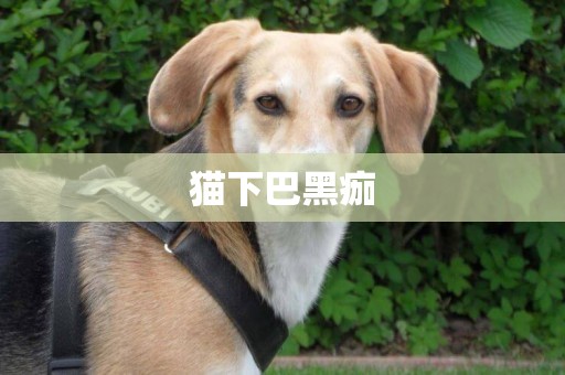 貓下巴黑痂