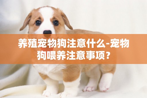 養殖寵物狗注意什么-寵物狗喂養注意事項？