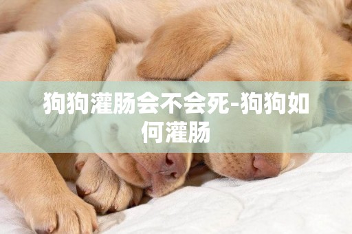狗狗灌腸會不會死-狗狗如何灌腸