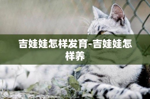 吉娃娃怎樣發育-吉娃娃怎樣養