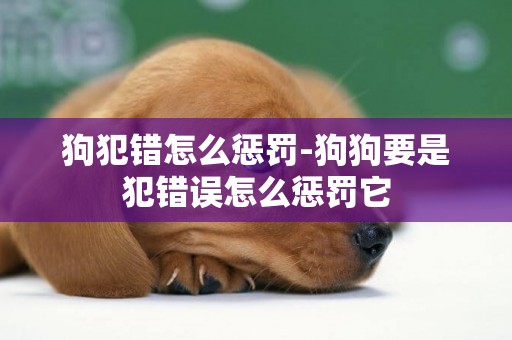 狗犯錯怎么懲罰-狗狗要是犯錯誤怎么懲罰它