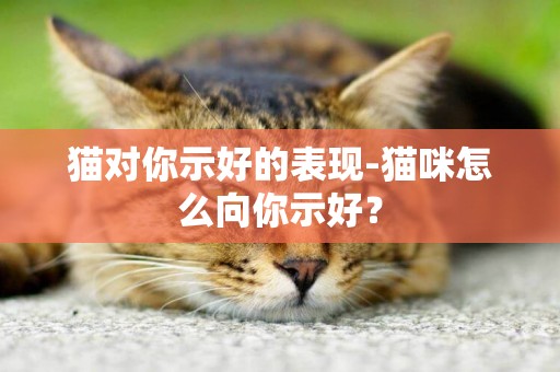 貓對你示好的表現-貓咪怎么向你示好？