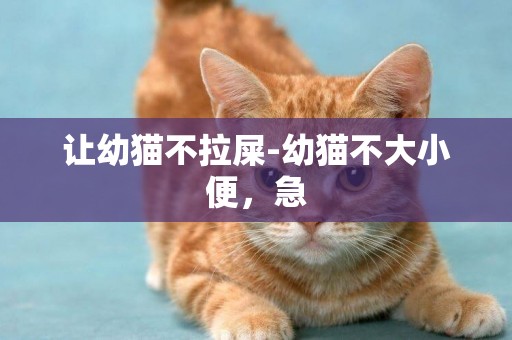 讓幼貓不拉屎-幼貓不大小便，急