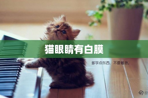 貓眼睛有白膜