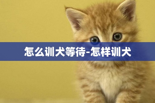 怎么訓犬等待-怎樣訓犬