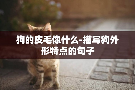 狗的皮毛像什么-描寫狗外形特點的句子