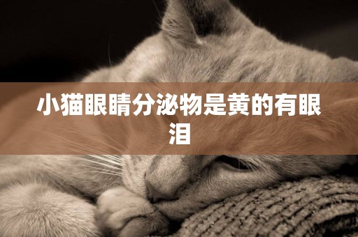 小貓眼睛分泌物是黃的有眼淚