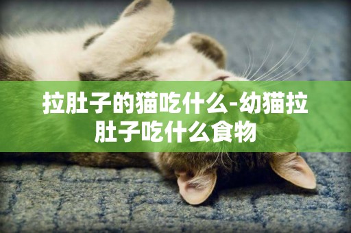 拉肚子的貓吃什么-幼貓拉肚子吃什么食物