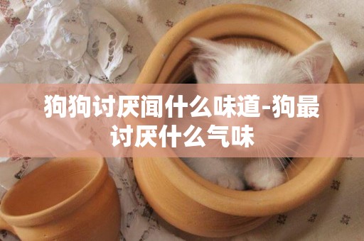 狗狗討厭聞什么味道-狗最討厭什么氣味