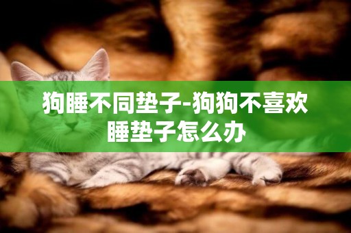 狗睡不同墊子-狗狗不喜歡睡墊子怎么辦