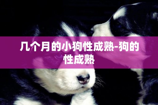 幾個月的小狗性成熟-狗的性成熟