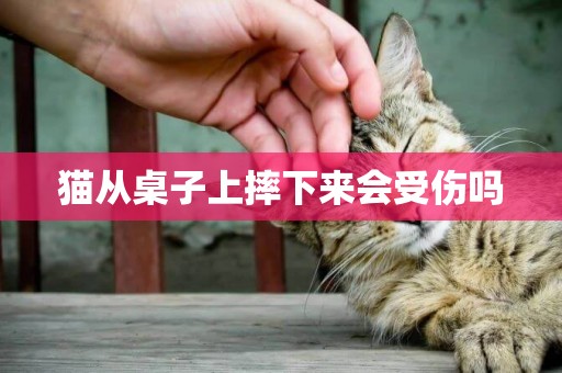 貓從桌子上摔下來會受傷嗎