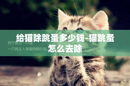 給貓除跳蚤多少錢-貓跳蚤怎么去除