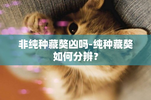 非純種藏獒兇嗎-純種藏獒如何分辨？