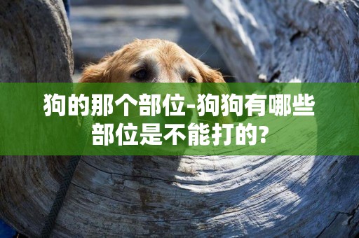 狗的那個部位-狗狗有哪些部位是不能打的?