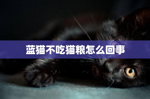 藍貓不吃貓糧怎么回事