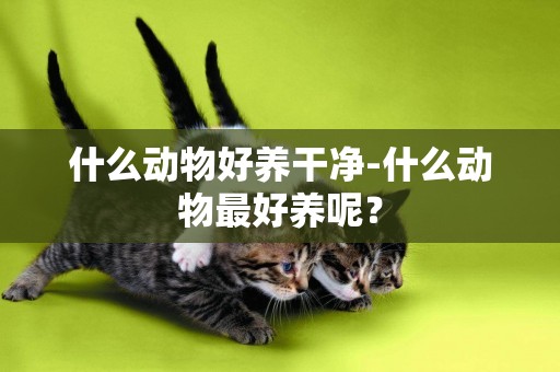 什么動物好養干凈-什么動物最好養呢？