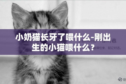 小奶貓長牙了喂什么-剛出生的小貓喂什么？