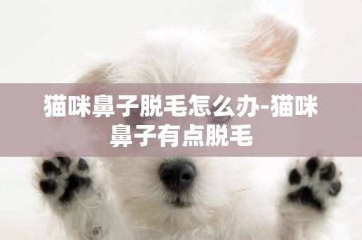 貓咪鼻子脫毛怎么辦-貓咪鼻子有點脫毛