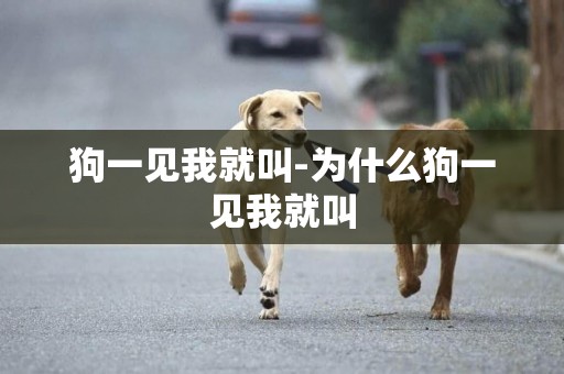 狗一見我就叫-為什么狗一見我就叫