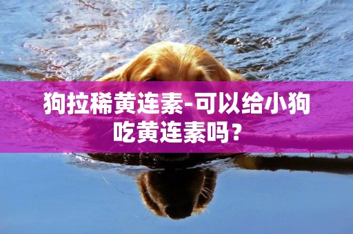 狗拉稀黃連素-可以給小狗吃黃連素嗎？
