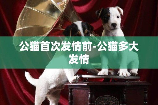 公貓首次發情前-公貓多大發情