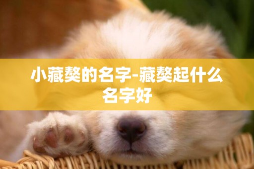 小藏獒的名字-藏獒起什么名字好