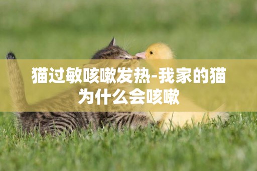 貓過敏咳嗽發熱-我家的貓為什么會咳嗽