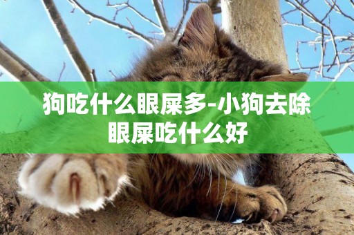狗吃什么眼屎多-小狗去除眼屎吃什么好