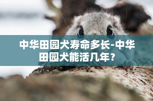 中華田園犬壽命多長-中華田園犬能活幾年？