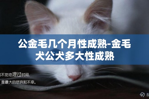 公金毛幾個月性成熟-金毛犬公犬多大性成熟