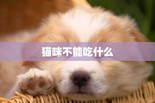 貓咪不能吃什么