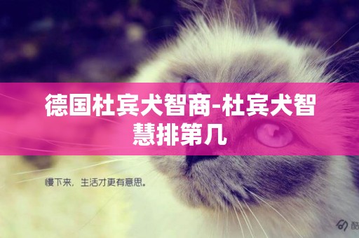 德國杜賓犬智商-杜賓犬智慧排第幾