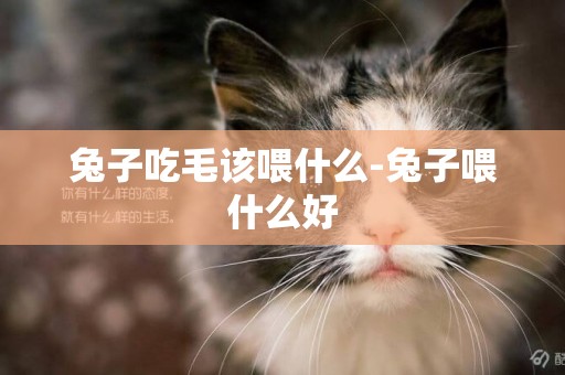 兔子吃毛該喂什么-兔子喂什么好