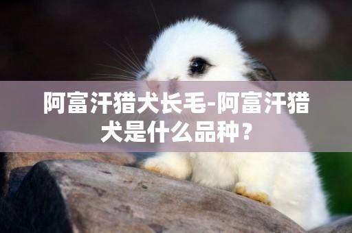 阿富汗獵犬長毛-阿富汗獵犬是什么品種？