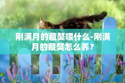 剛滿月的藏獒喂什么-剛滿月的藏獒怎么養？