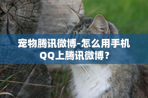 寵物騰訊微博-怎么用手機QQ上騰訊微博？