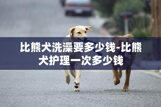 比熊犬洗澡要多少錢-比熊犬護理一次多少錢