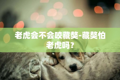 老虎會不會咬藏獒-藏獒怕老虎嗎？